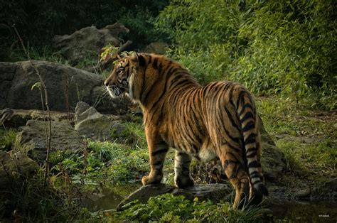 Sumatran Tiger M By Patrick Dekok 500px Animais Selvagens