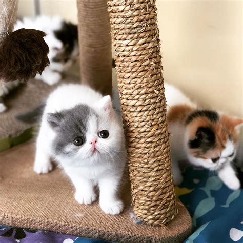 Cute Exotic Shorthair Cats Howlifestyles