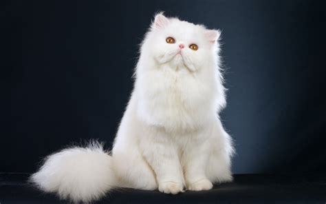 Kucing persia himalaya adalah salah satu jenis kucing yang paling diminati di dunia, dengan bulu nya yang indah, menawan, cantik, unik dan bentuk tubuh yang menarik pasti banyak pecinta kucing yang. Harga Kucing Persia Himalaya Medium - Bacalah v