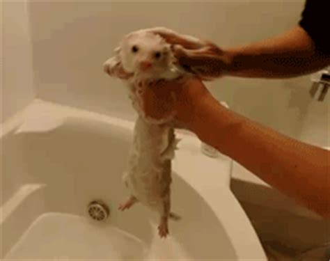 adorable gifs  animals  baths