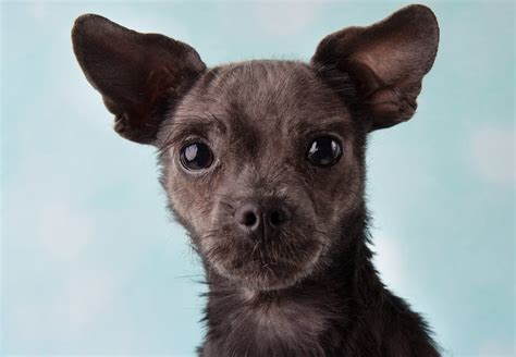 Shichi Dog Shih Tzu And Chihuahua Mix Info Pictures Facts Hepper