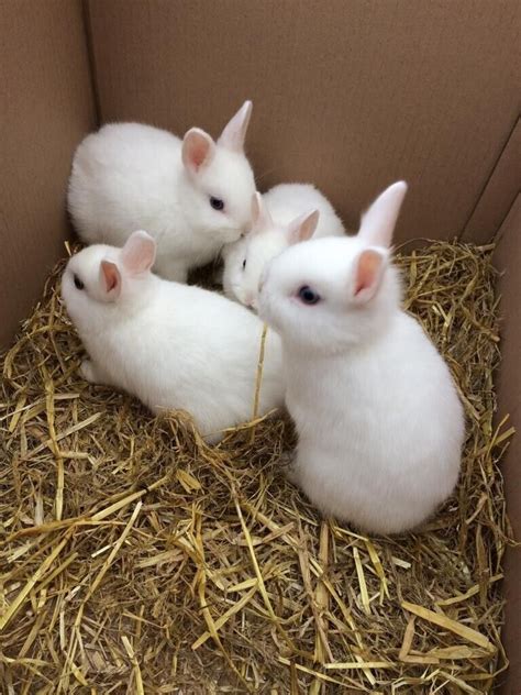 Pictures Of Baby Rabbits Bilscreen