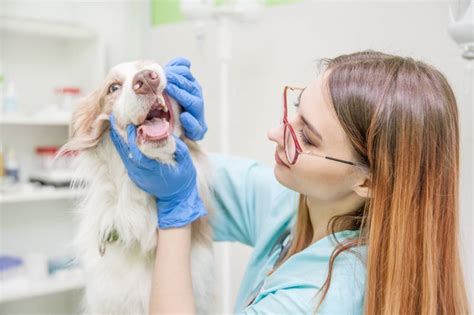 Reasons Why Pet Dental Care Is Important Pet Oral Health