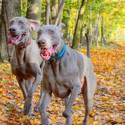 Blue Vs Silver Weimaraner Dopi