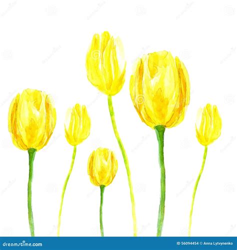 Watercolor Tulip Stock Vector Illustration Of Blossom 56094454