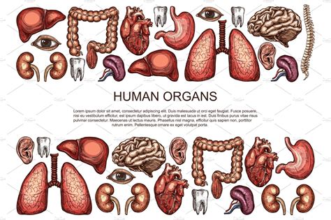 Human Organs Vector Sketch Body Anatomy Poster Pre Designed Vector