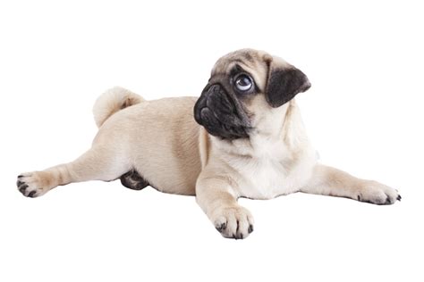 Pug Png Download Image Png All Png All