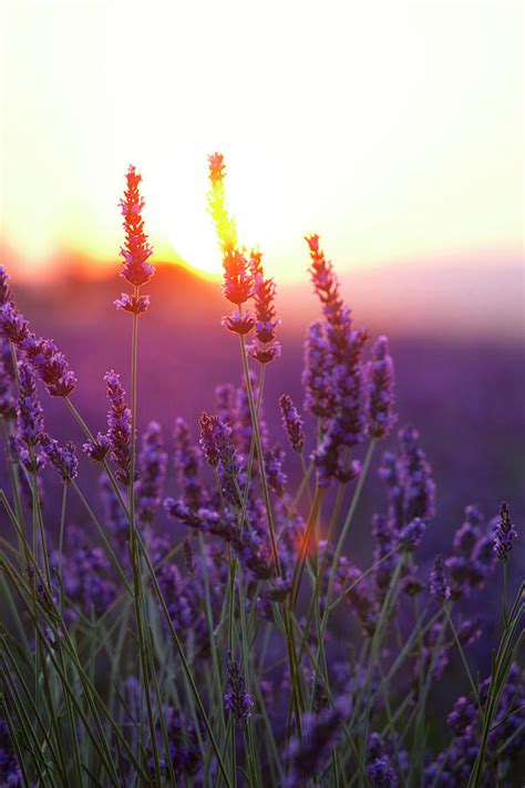 Lavender Flowers And Sunset By Rzdeb