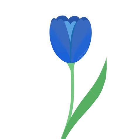 Tulipán Azul Png Tulipán Planta Germinación Png Y Psd Para