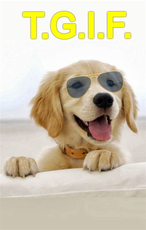 Happy Friday Щенок золотистого ретривера Симпатичный щенок Милые собаки