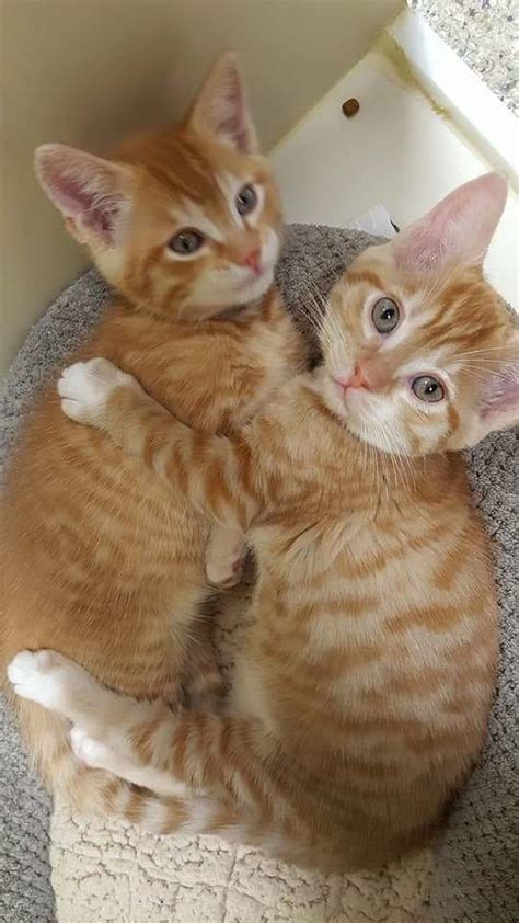These Two Orange Tiger Kitties At The Humane Society Where I Volunteer
