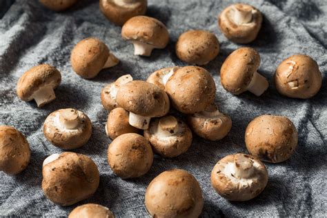 Are Baby Bella Mushrooms Safe For Dogs