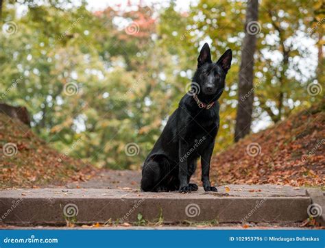 Black German Shepherd Dog Sitting Autumn Leaves In Background Stock