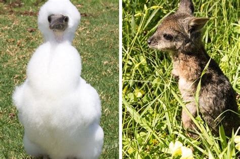 21 Photos That Prove Aussie Animals Arent All Batshit Insane Animals