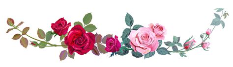 Horizontal Border With Branch Curly Pink Red Rose Bouquet With Flowers
