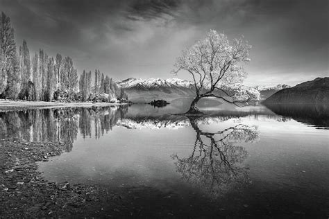 Wanaka Tree New Zealand Black And White Landscape Photograph By Joshua