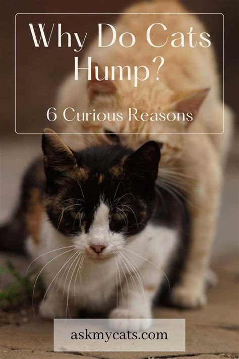 Why Do Cats Hump Is It Normal For A Cat To Hump