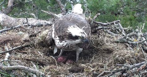 Perthshire Osprey Lassie Lays Her Second Egg At Loch Of The Lowes