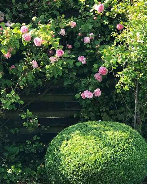 Boxwood Sphere Climbing Roses Topiaries Romantic Garden Blooming