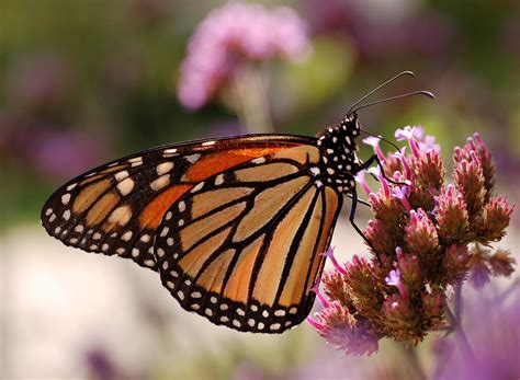 1738 Monarch Butterfly Rare Gallery Hd Wallpapers