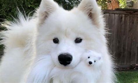 14 Smiling Facts About Samoyed Dogs The Dogman