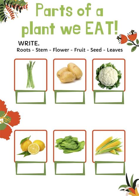 Parts Of A Plant We Eat Interactive Worksheet Live Worksheets