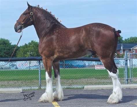 Clydesdale Stallion Big Horses Clydesdale Horses Beautiful Horses