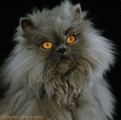 Blue Persian Longhair Cat Photo Wp15560