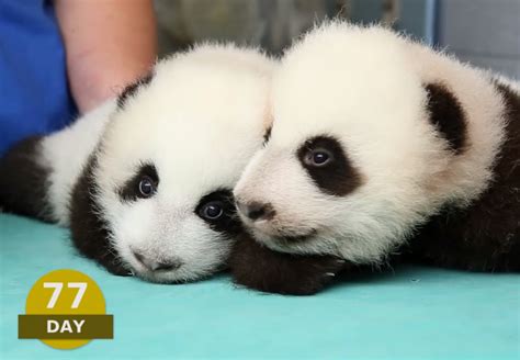 Watch 100 Days Of Baby Panda Development In Three Minutes Baby Panda