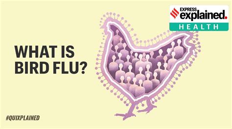 Flu symptoms often appear suddenly. Bird flu Symptoms, Cause, Treatment(vaccine ) - Everything ...