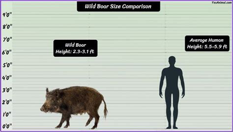 Wild Boar Size Explained How Big Are They Comparison