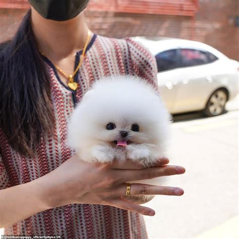 Tiny Pomeranian Puppy Called Snowball Becomes An Online Hit Thanks To