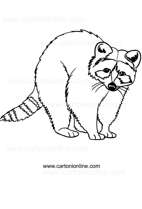 Coloring Page Of A Raccoon Coloring Home The Best Porn Website