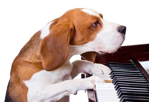 Piano Lessons Keyboard Lessons How To Play Piano Dog Training