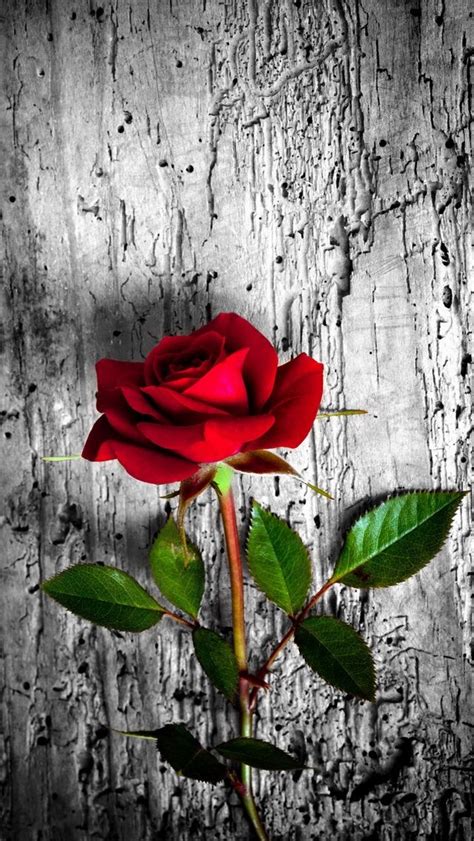 Wallpaper Iphone Red Rose Flowers Download Free Mock Up