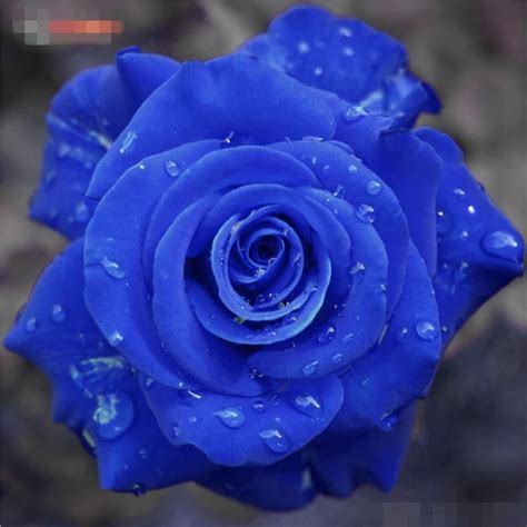 100 China Rare Blue Rose Seeds Bonsai Flower Plant