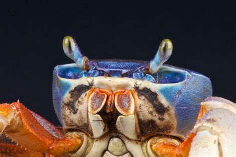 Rainbow Crab Stock Photo Image Of Crab Terrestial Blue 19192070