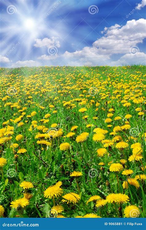 Field Of Dandelions Stock Image Image Of Happiness Clouds 9065881