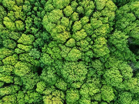 Aerial View Beautiful Deciduous Forest Photo From The Drone High