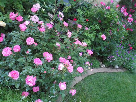 My Front Border With Sunrise Sunset Easy Elegance Rose Plants Rose