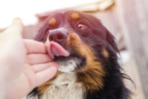 Hund schleckt das sofa ab. Warum leckt mein Hund mich ab? - Hundeerziehung | zooplus.ch