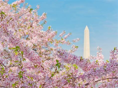 47 Best Images About Spring And Summer Scenes On Pinterest Washington