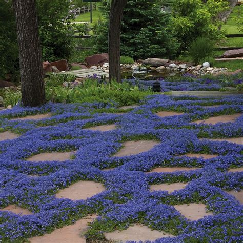 Groundcovers Are Some Of Our Most Versatile And Easy To Grow Perennials