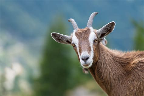 How Long Do Boer Goats Live Boer Goat Profits Guide