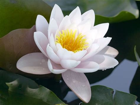Gambar Bunga Teratai Putih Yang Indah Fiori Foto Di Fiori Bellissimi Fiori