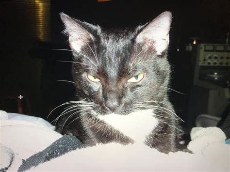 Lost Cat Unknown In Encino Ca Lost My Kitty