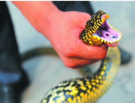 蛇的七寸在哪如何快速找到蛇的七寸 碳资讯