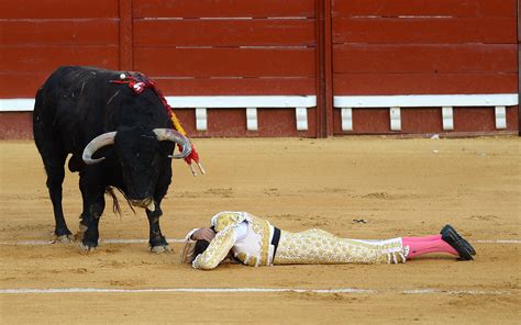 Matador Gored In Bum And Gets Lifted High During First Bullfight Of