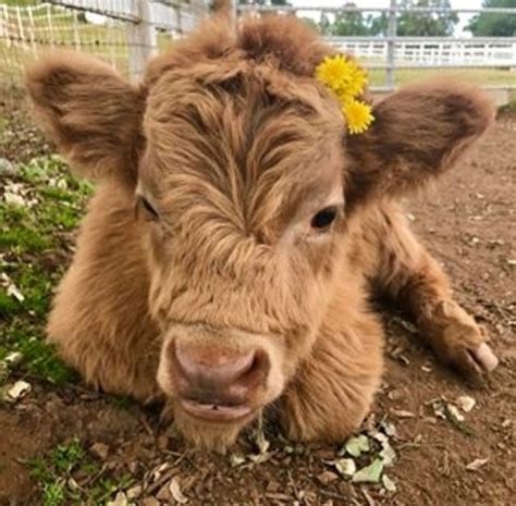 Proof That Highland Cattle Calves Are The Most Adorable Creatures On