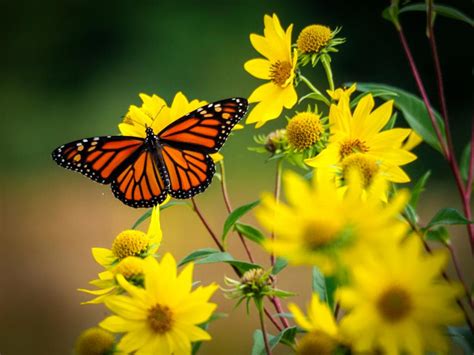Migratory Monarch Butterflies Officially Declared ‘endangered But